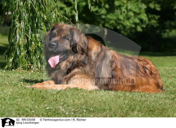 liegender / lying Leonberger / RR-05096