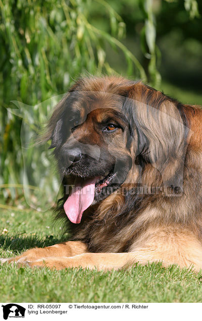 liegender / lying Leonberger / RR-05097