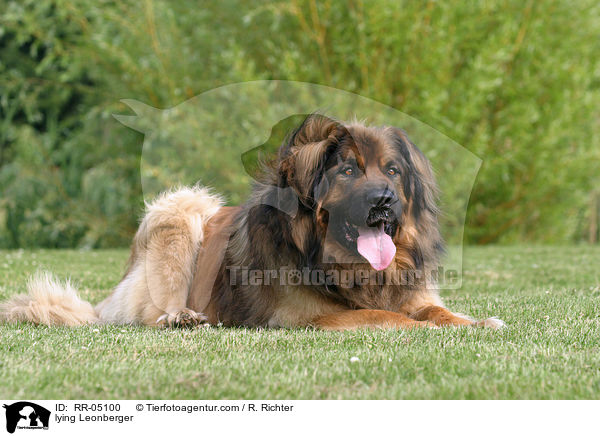 liegender / lying Leonberger / RR-05100