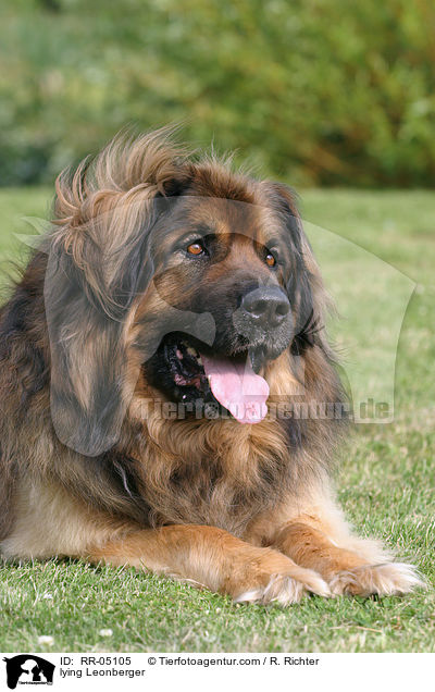 liegender / lying Leonberger / RR-05105
