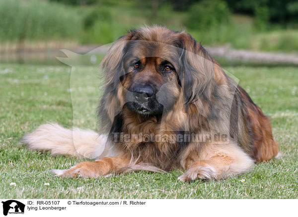 liegender / lying Leonberger / RR-05107