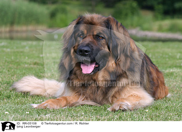 liegender / lying Leonberger / RR-05108