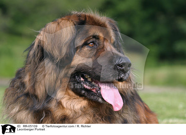 Leonberger Portrait / Leonberger Portrait / RR-05109