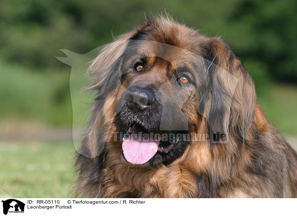 Leonberger Portrait / Leonberger Portrait / RR-05110