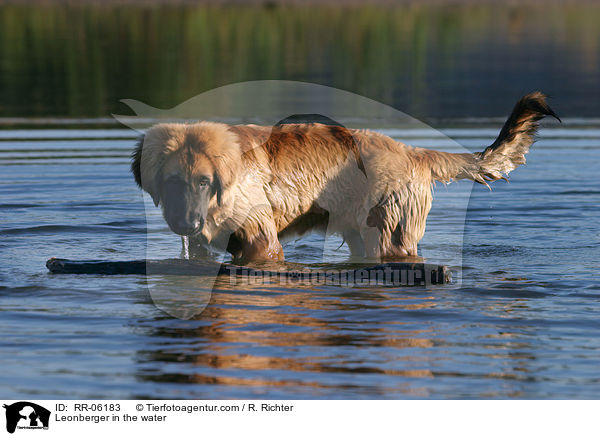 Leonberger Junghund im Wasser / Leonberger in the water / RR-06183