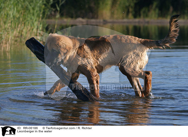 Leonberger Junghund im Wasser / Leonberger in the water / RR-06186