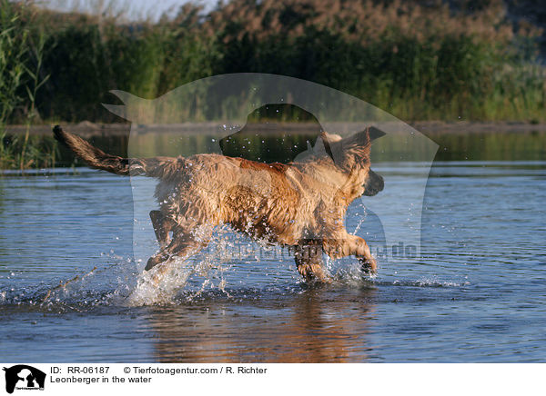Leonberger Junghund im Wasser / Leonberger in the water / RR-06187