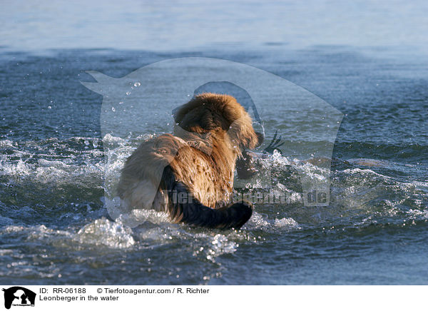 Leonberger Junghund im Wasser / Leonberger in the water / RR-06188