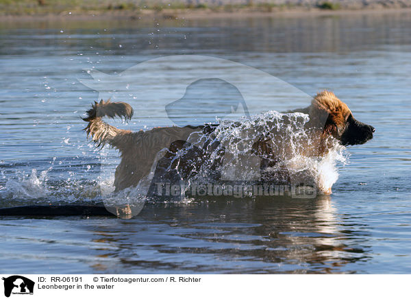 Leonberger Junghund im Wasser / Leonberger in the water / RR-06191
