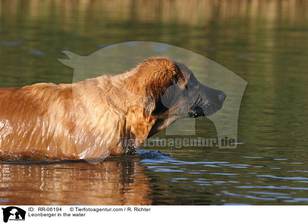 Leonberger Junghund im Wasser / Leonberger in the water / RR-06194