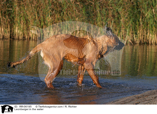 Leonberger Junghund im Wasser / Leonberger in the water / RR-06195