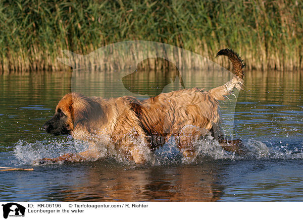 Leonberger Junghund im Wasser / Leonberger in the water / RR-06196