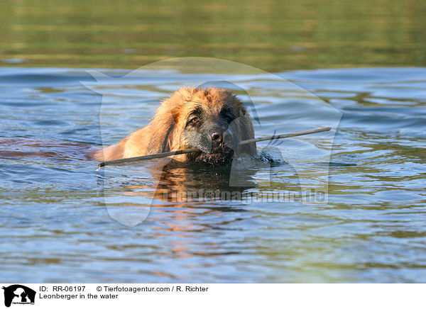 Leonberger Junghund im Wasser / Leonberger in the water / RR-06197