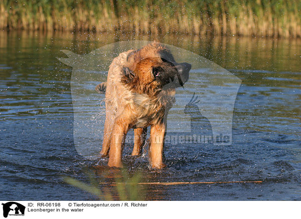 Leonberger Junghund im Wasser / Leonberger in the water / RR-06198