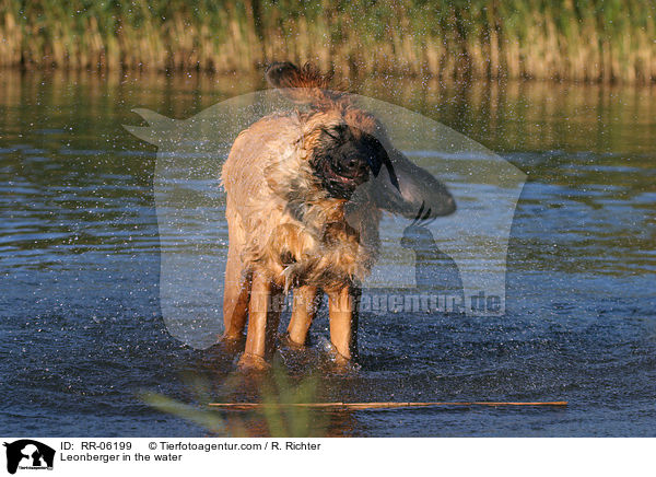Leonberger Junghund im Wasser / Leonberger in the water / RR-06199