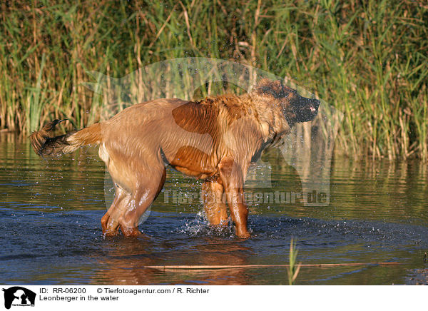 Leonberger Junghund im Wasser / Leonberger in the water / RR-06200
