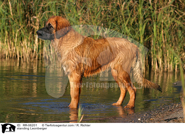 stehender / standing Leonberger / RR-06201