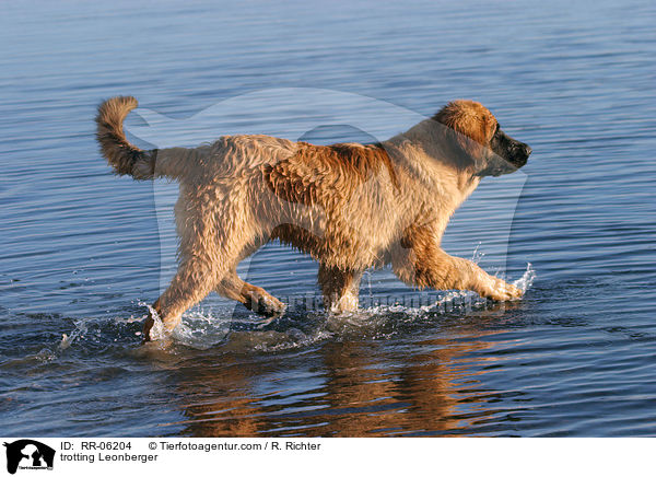 trabender / trotting Leonberger / RR-06204