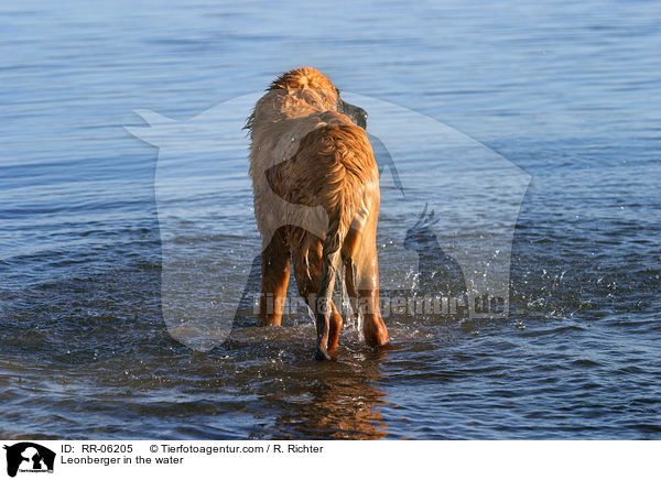 Leonberger Junghund im Wasser / Leonberger in the water / RR-06205
