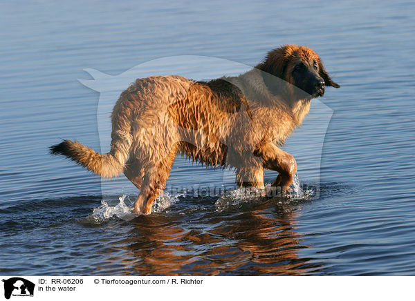 Leonberger im Wasser / in the water / RR-06206