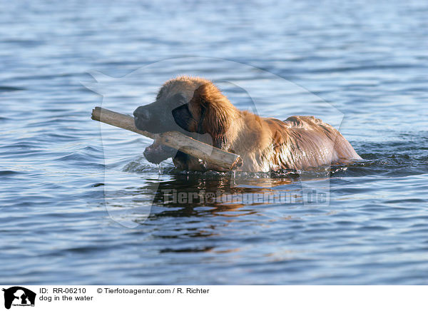 Leonberger im Wasser / dog in the water / RR-06210