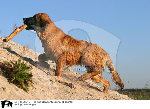 trabender / trotting Leonberger / RR-06213