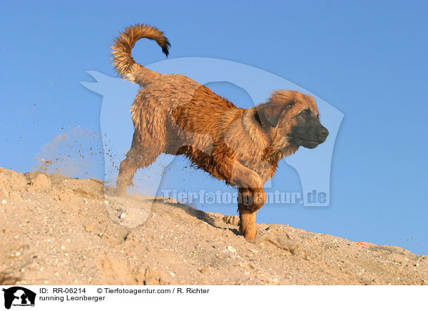 rennender / running Leonberger / RR-06214