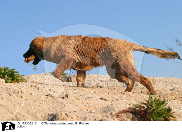 Leonberger in Aktion / action / RR-06216