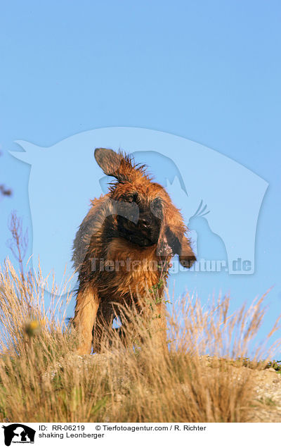 schttelnder / shaking Leonberger / RR-06219