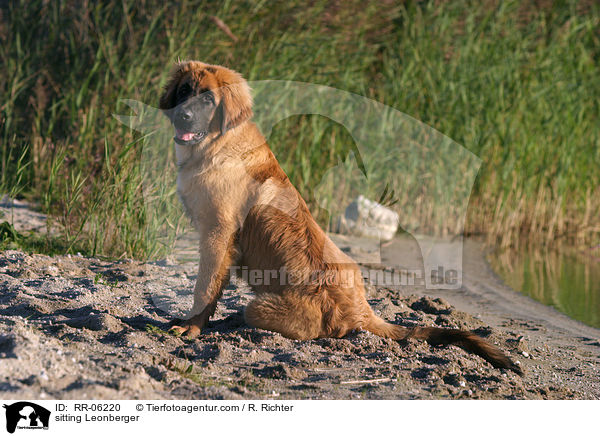 sitzender / sitting Leonberger / RR-06220