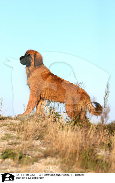 stehender / standing Leonberger / RR-06223