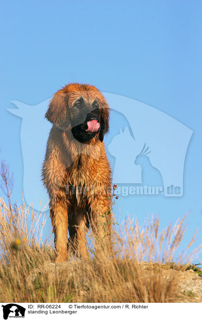 stehender / standing Leonberger / RR-06224