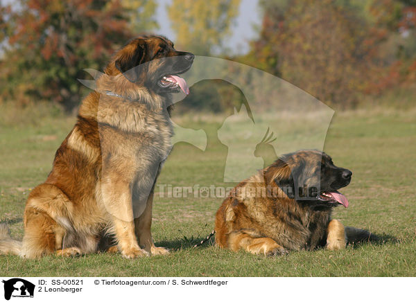 2 Leonberger / 2 Leonberger / SS-00521