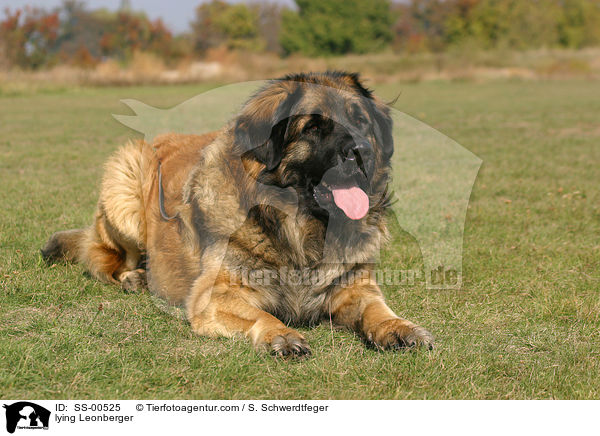 liegender Leonberger / lying Leonberger / SS-00525