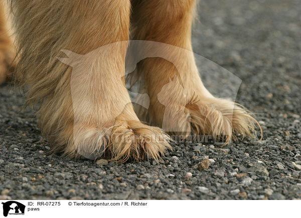 Hundebeine / paws / RR-07275