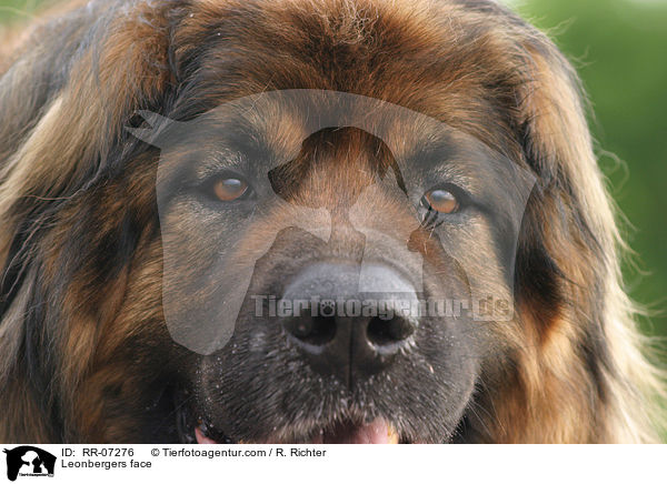 Gesicht eines Leonberger / Leonbergers face / RR-07276