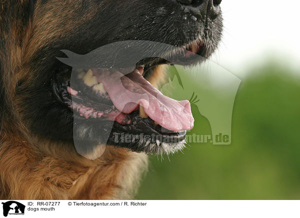 Hundemaul / dogs mouth / RR-07277