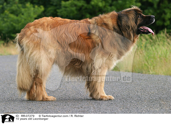 10 jhriger Leonberger / 10 years old Leonberger / RR-07279