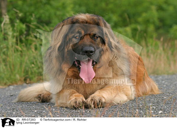 liegender Leonberger / lying Leonberger / RR-07283