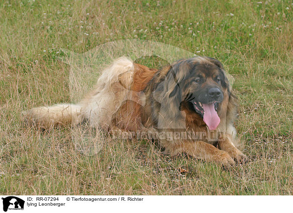 liegender Leonberger / lying Leonberger / RR-07294