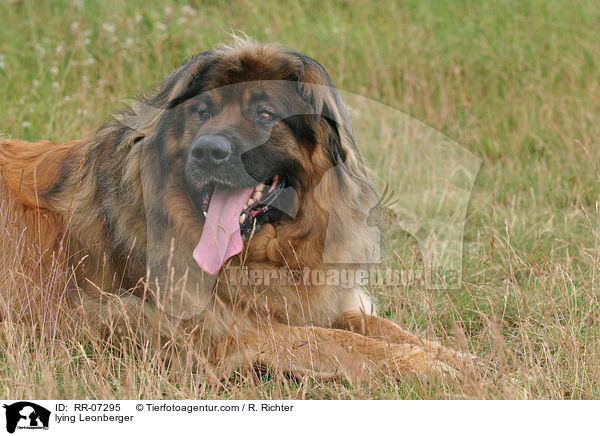 liegender Leonberger / lying Leonberger / RR-07295