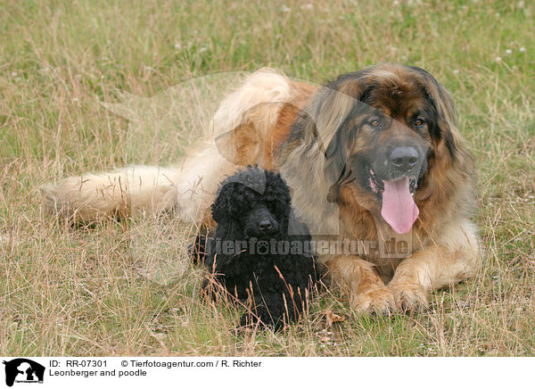 Leonberger und Pudel / Leonberger and poodle / RR-07301