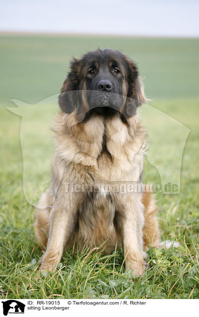 sitzender Leonberger / sitting Leonberger / RR-19015