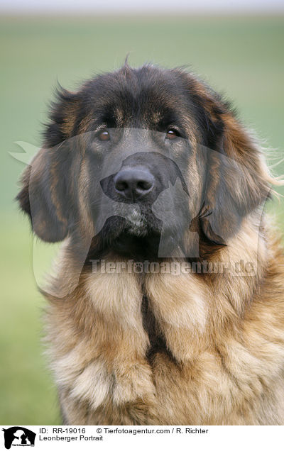 Leonberger Portrait / Leonberger Portrait / RR-19016