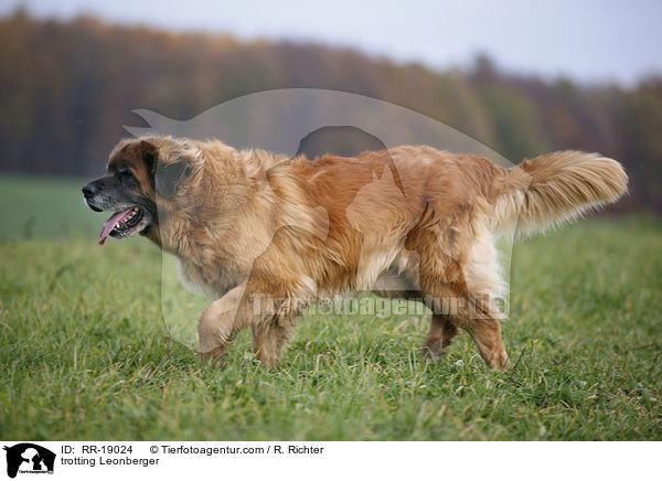 trabender Leonberger / trotting Leonberger / RR-19024