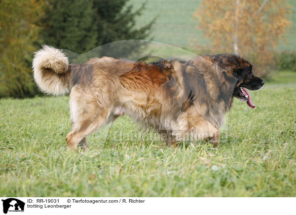 trabender Leonberger / trotting Leonberger / RR-19031