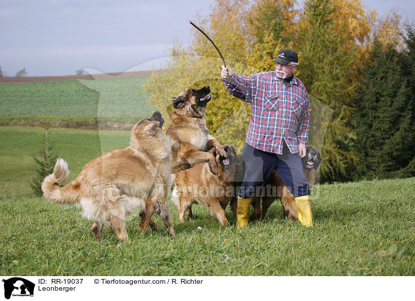 Leonberger / Leonberger / RR-19037