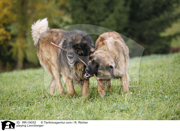 spielende Leonberger / playing Leonberger / RR-19052