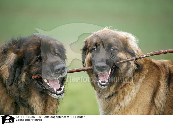 Leonberger Portrait / Leonberger Portrait / RR-19056