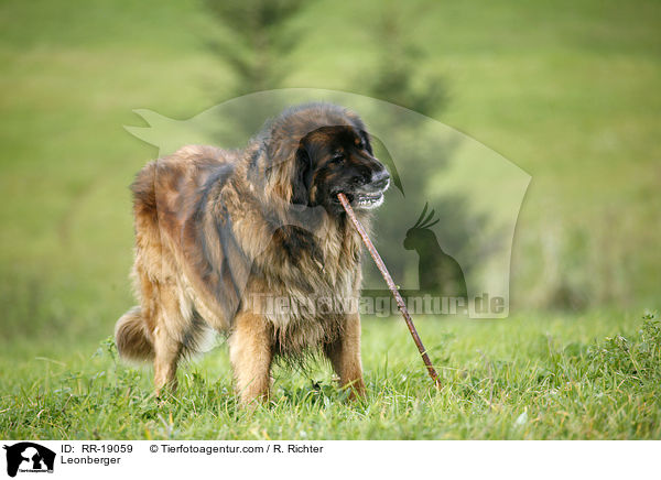 Leonberger / Leonberger / RR-19059